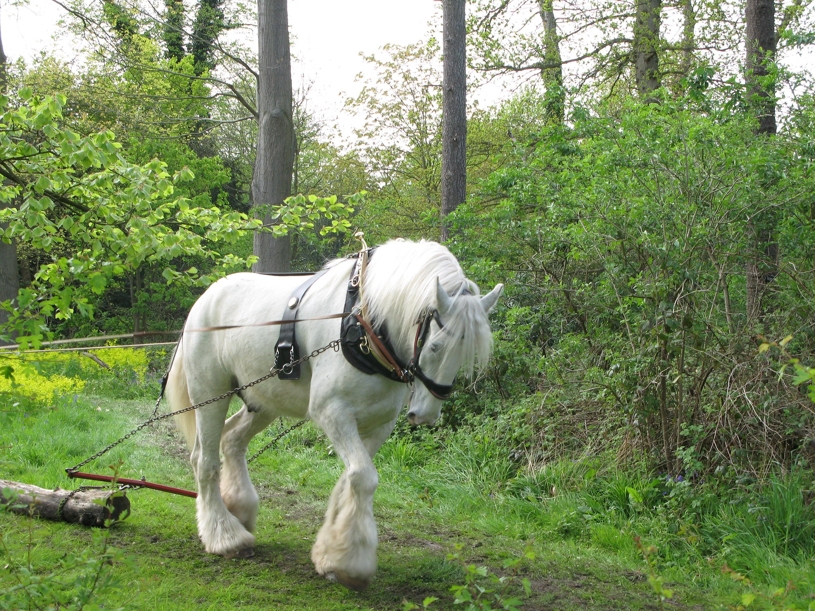 Work on a shire horse not a unicorn startup